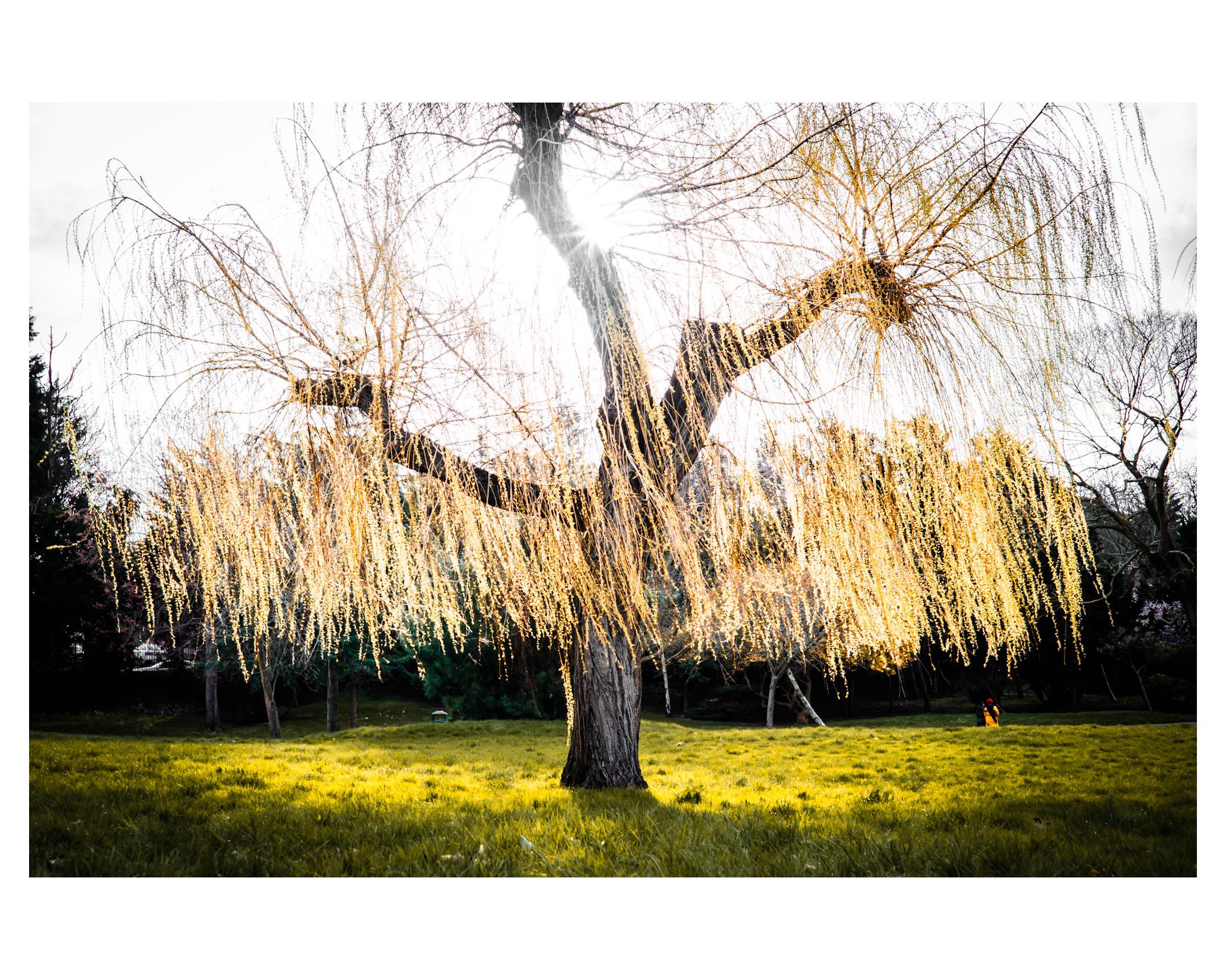 A photo of a tree in the morning light (Spring in London)