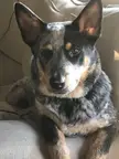 This Cute Australian Cattle Dog 🐶 