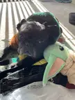 Our alien gremlin