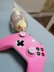 What game matches your birds energy? Mine terrorises pedestrians on GTA 5.
