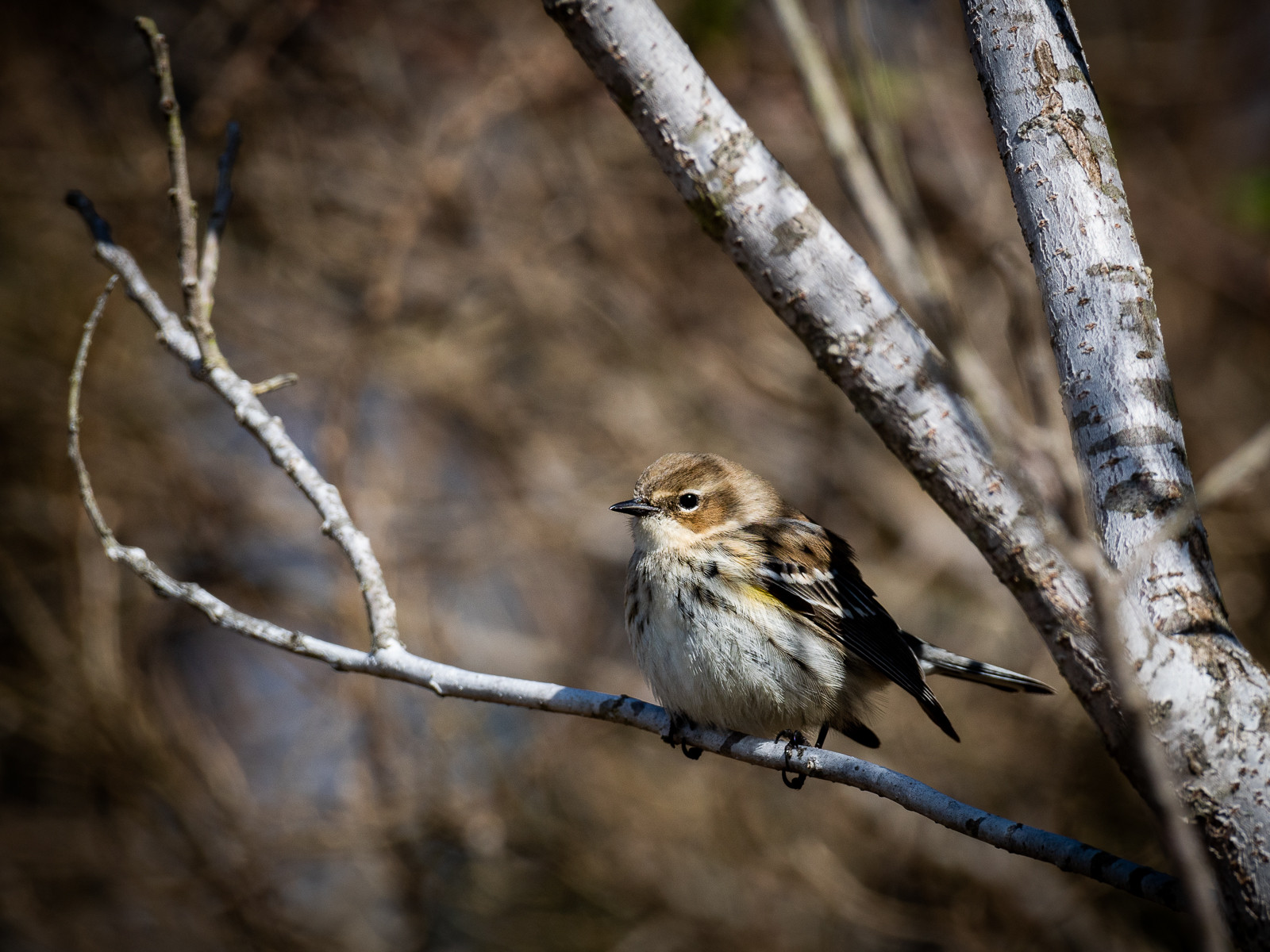 can't wait for the butterbutts to return to my location. cape may was full of em.
