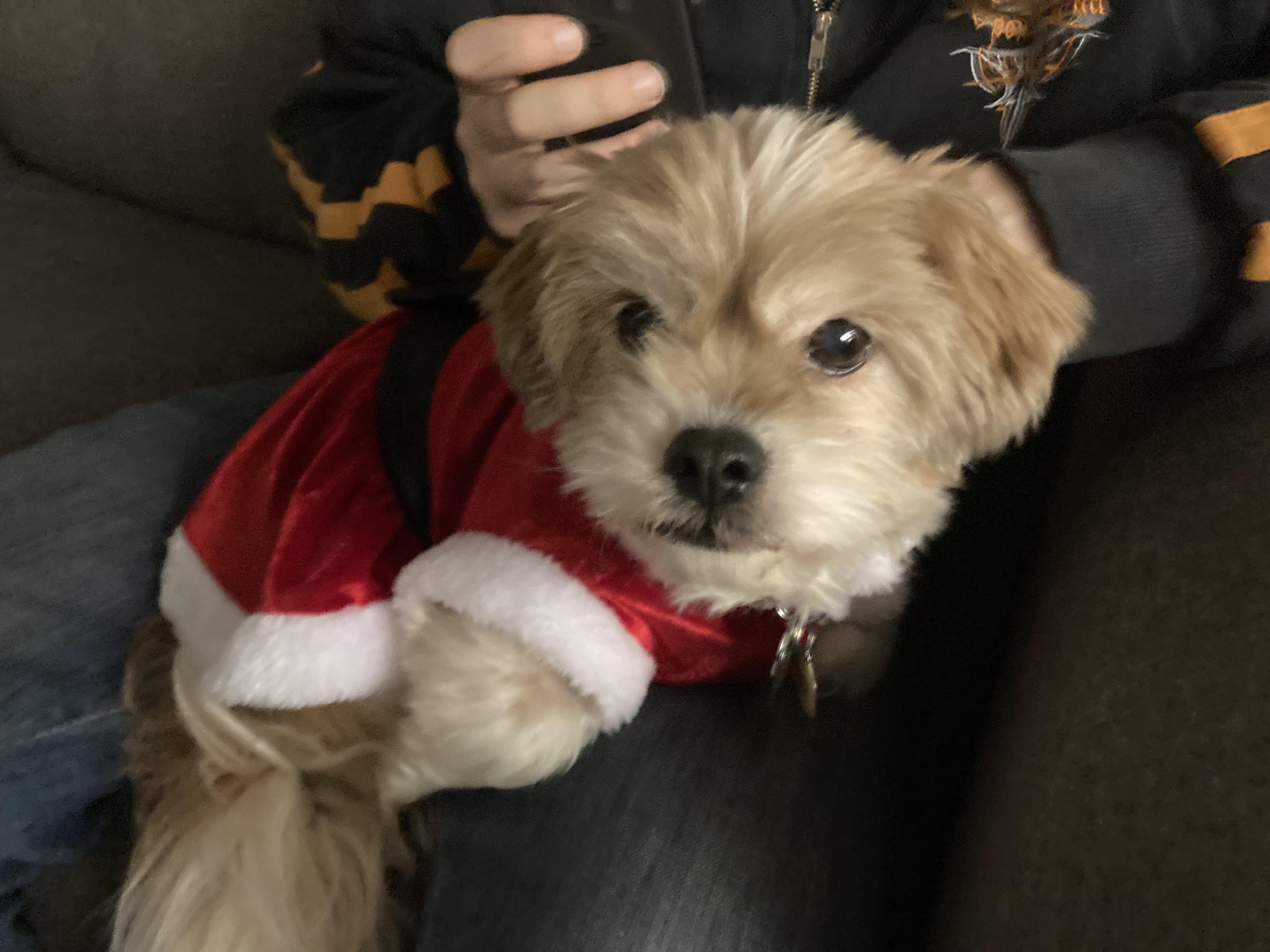 Picture of my Maxi (Shih Tzu/Chihuahua/Bichon mix) in a cute Christmas outfit