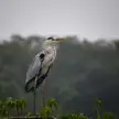 Grey heron, Goa