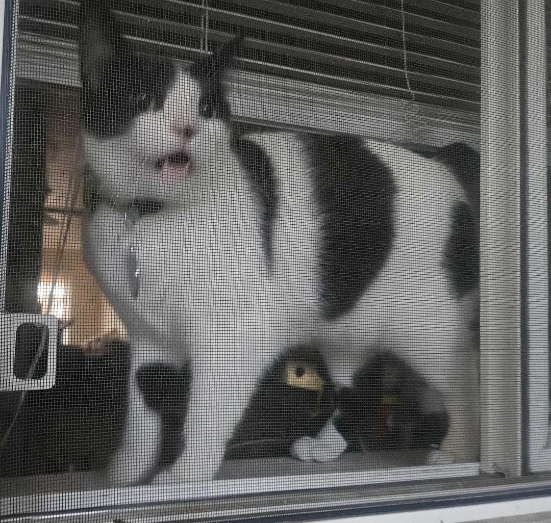 Catswhoyell