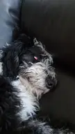 My dog looks like The Undertaker when she sleeps.