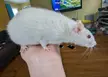 chonky rat