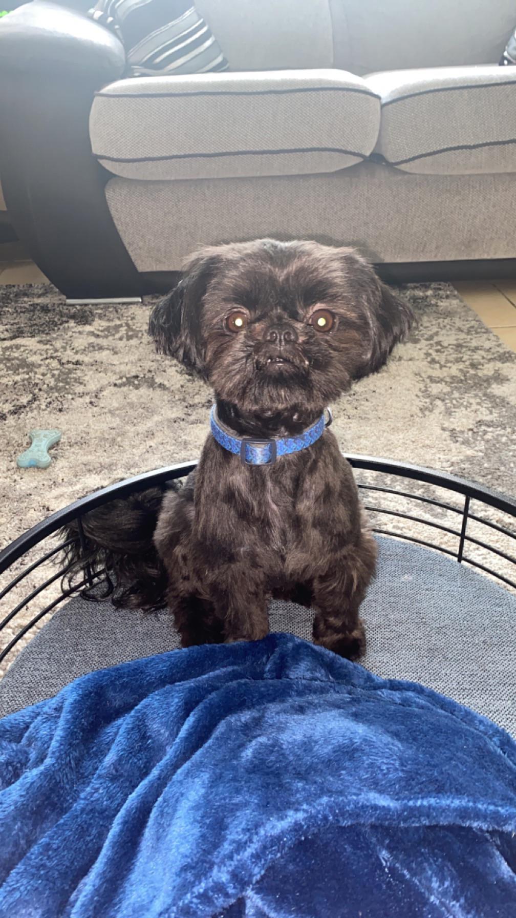 Barney got a hair cut