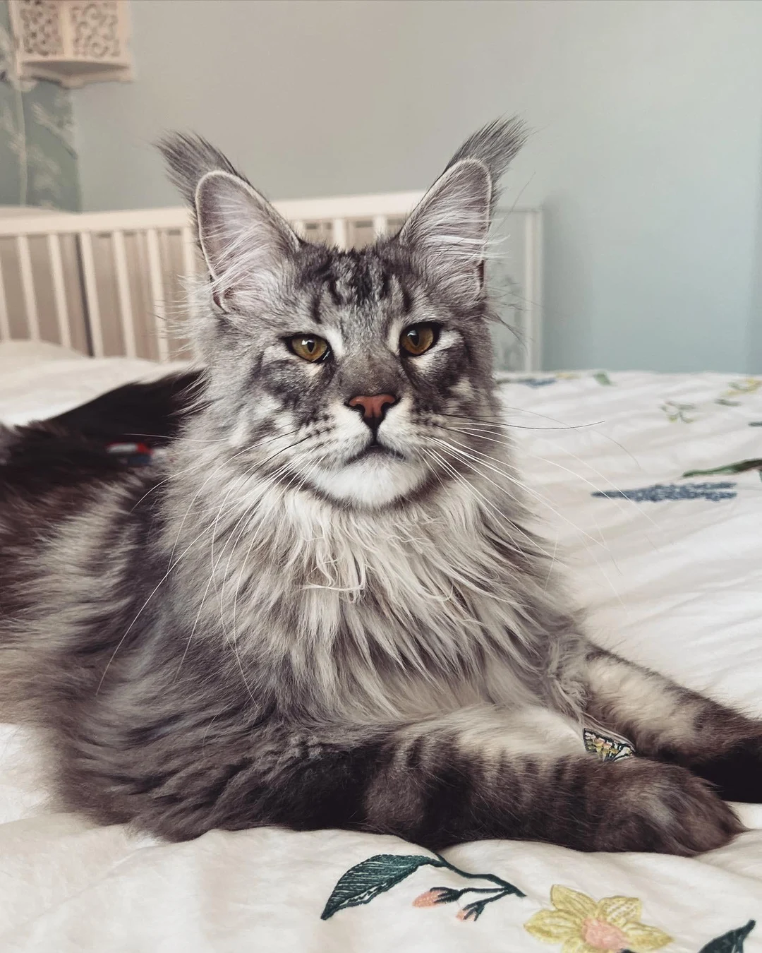 This is my 1 year old boy Moony. He likes to dig in his water bowl and ...