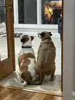 My dog’s response to “sit”… hover butt