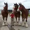 Three huge Clydesdales horses next to a person