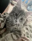 Blue Cream Maine Coon and our newest family member. Meet Iris!