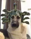 Obey me now