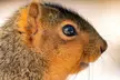 Got a nice reflection in this squirrels eye