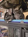 Say hello to Bun! She and Chirpa get along very well 😇
