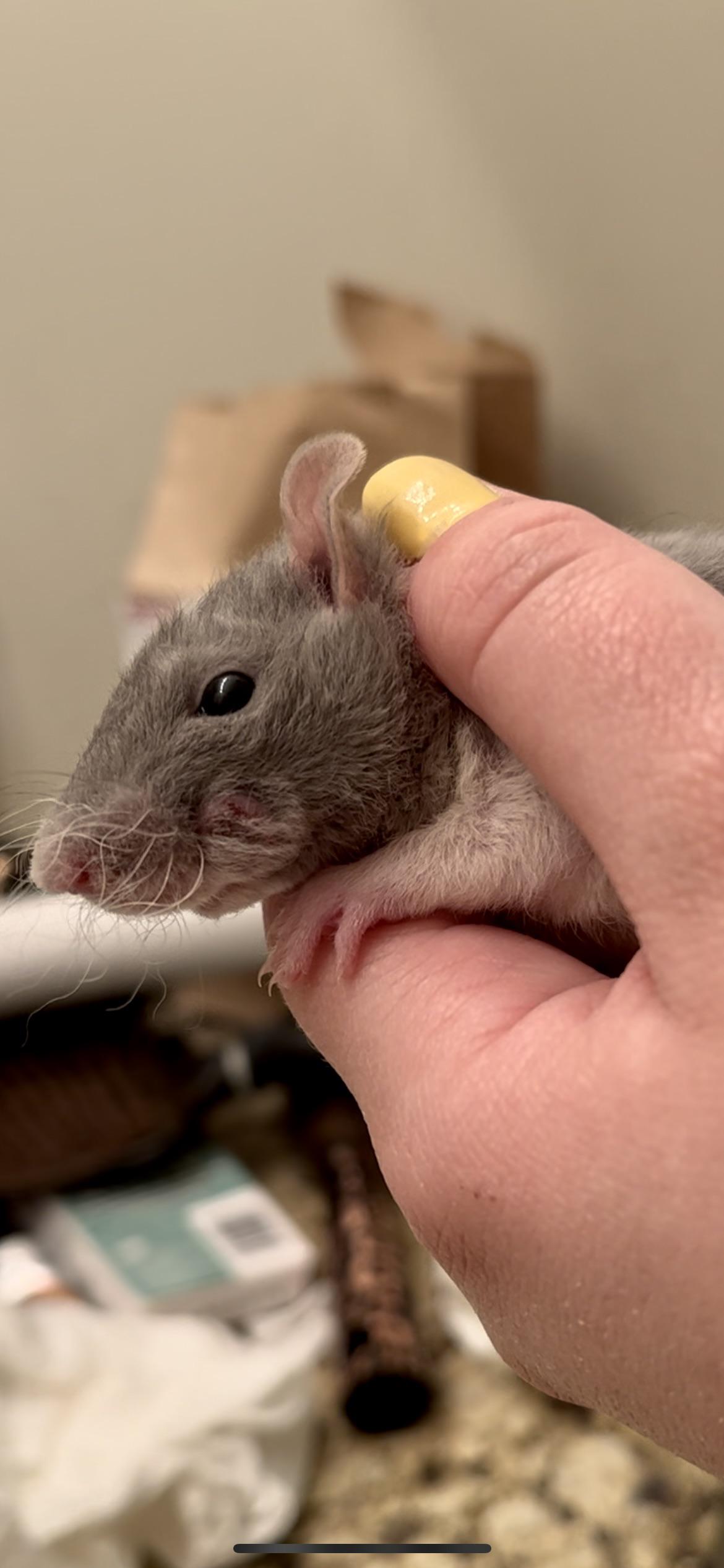 5 week old rat had bump on face