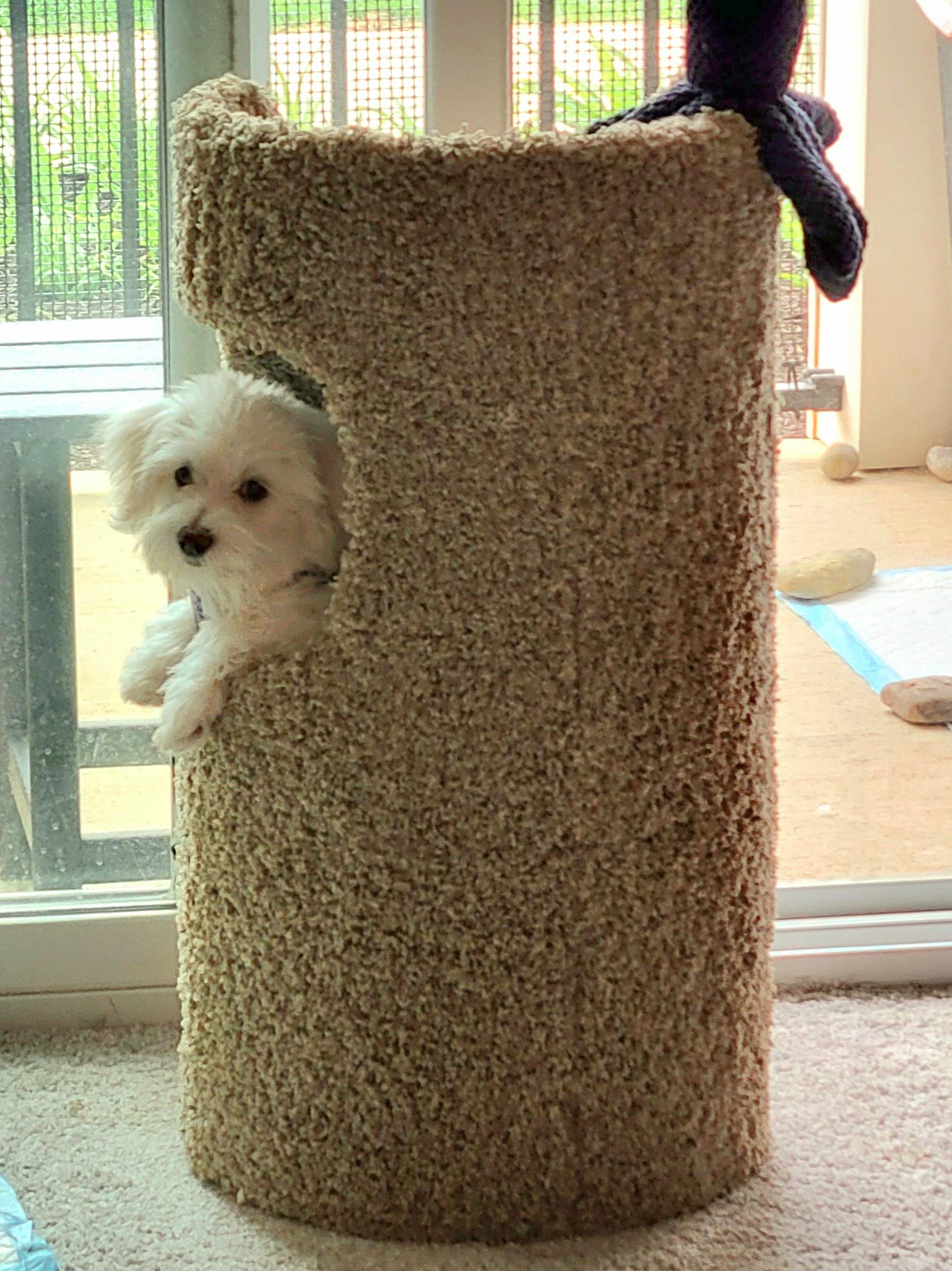 Mia, that's a cat condo, not a dog condo.... lol