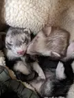 Alex giving our new baby ferret, Nova,comfort in their bed together.