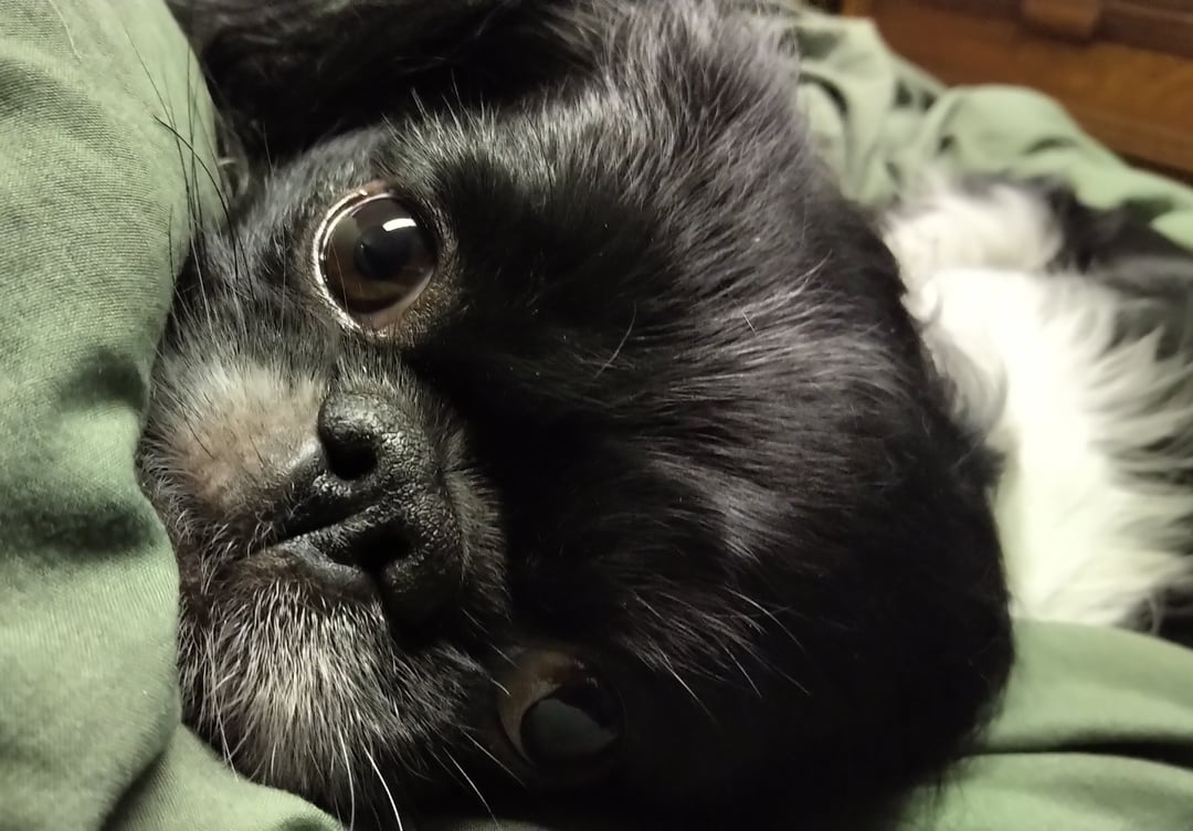 JapaneseChin