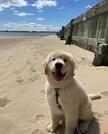 Little golden pup enjoying a beach day