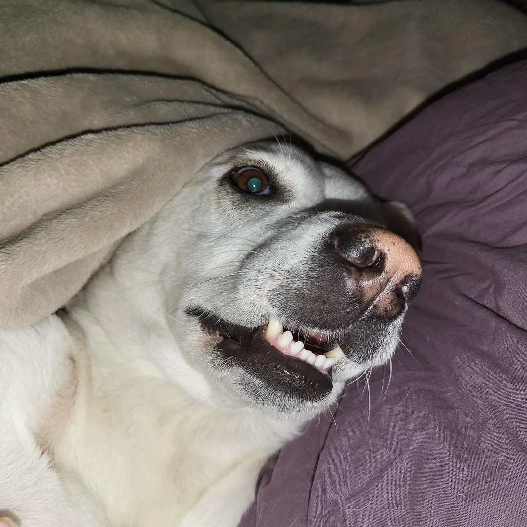 the-monster-that-takes-up-2-3-of-my-bed-every-night-scrolller