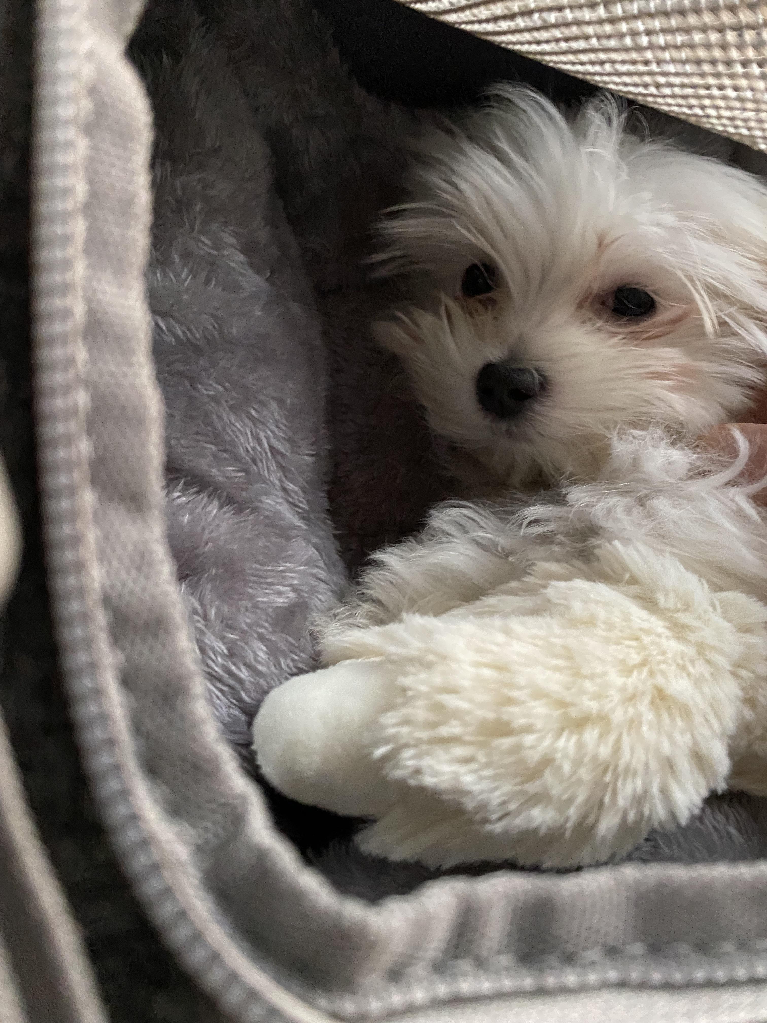 Bringing home my first ever puppy, Thomas