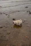 Brave pug