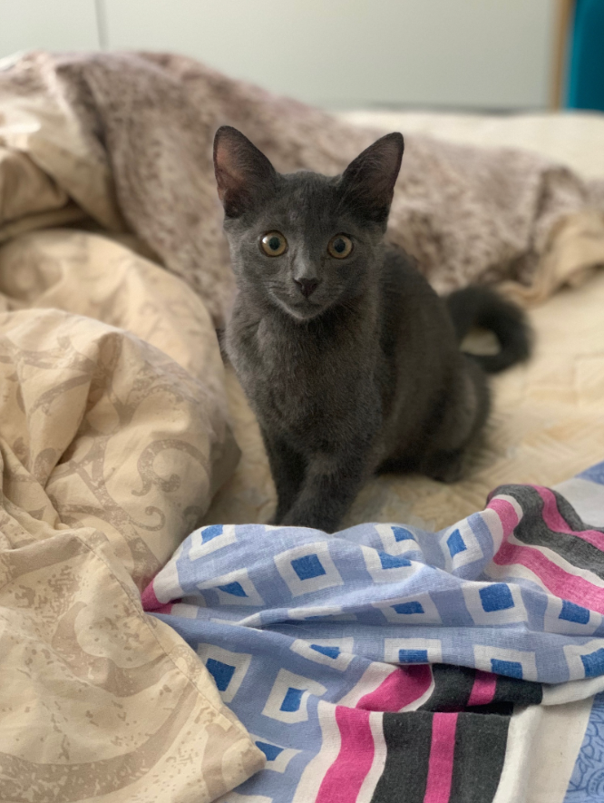 MildlyStartledCats