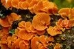 Orange pore fungus