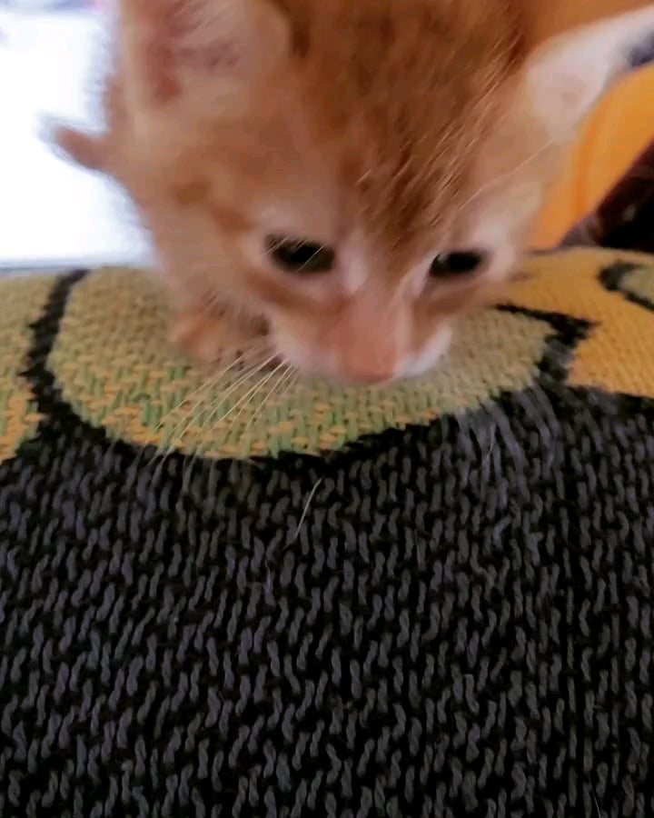 catsthatsqueak