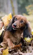 This Cute Dachshund 🐶