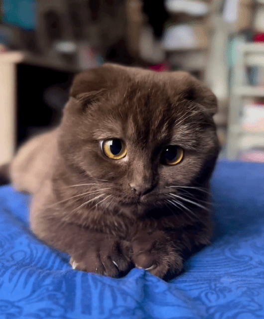 Fluffy