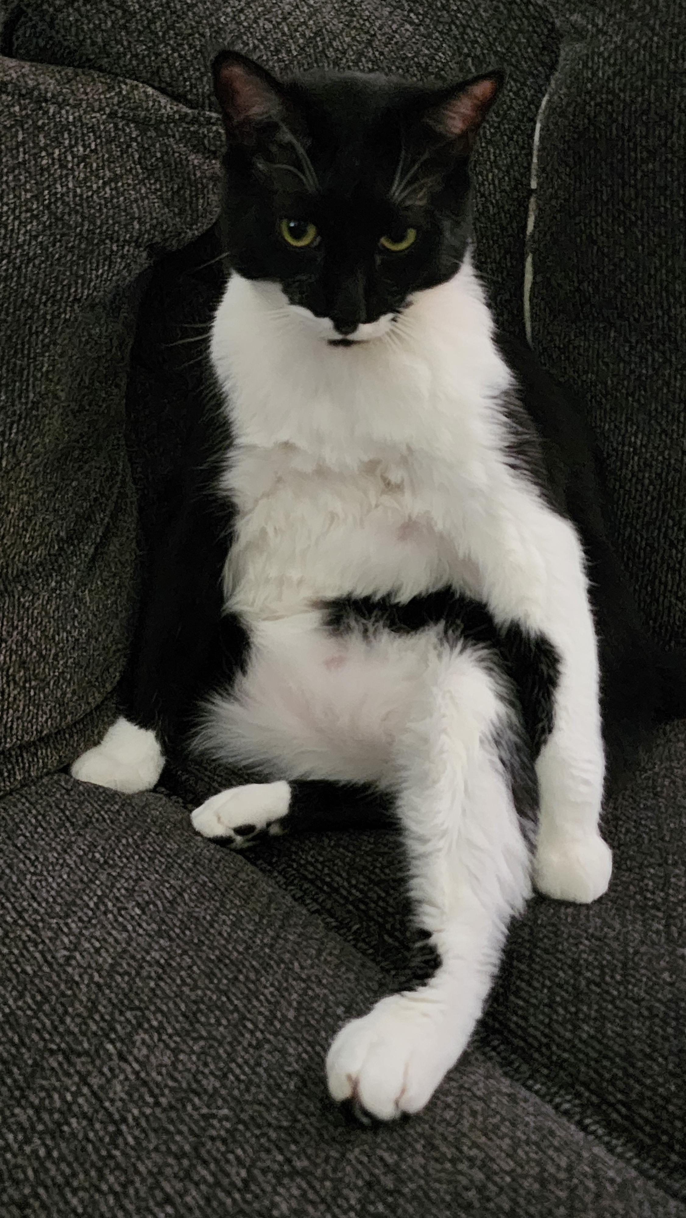 Decided to sit like human today. 