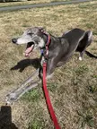 A happy happy summer walk for Joe! 😆