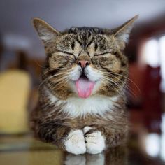 normal blep