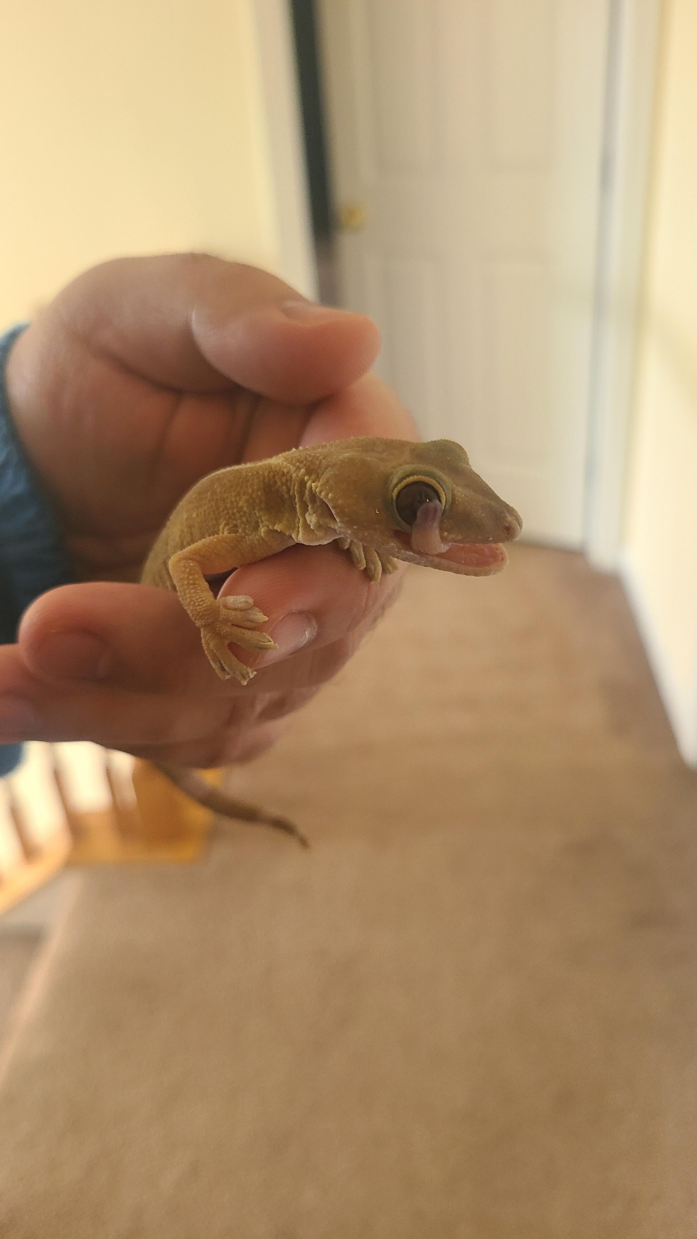 Took out my skunk gecko to clean his cage.