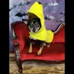 Banana boy.