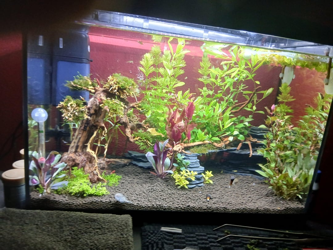 PlantedTank