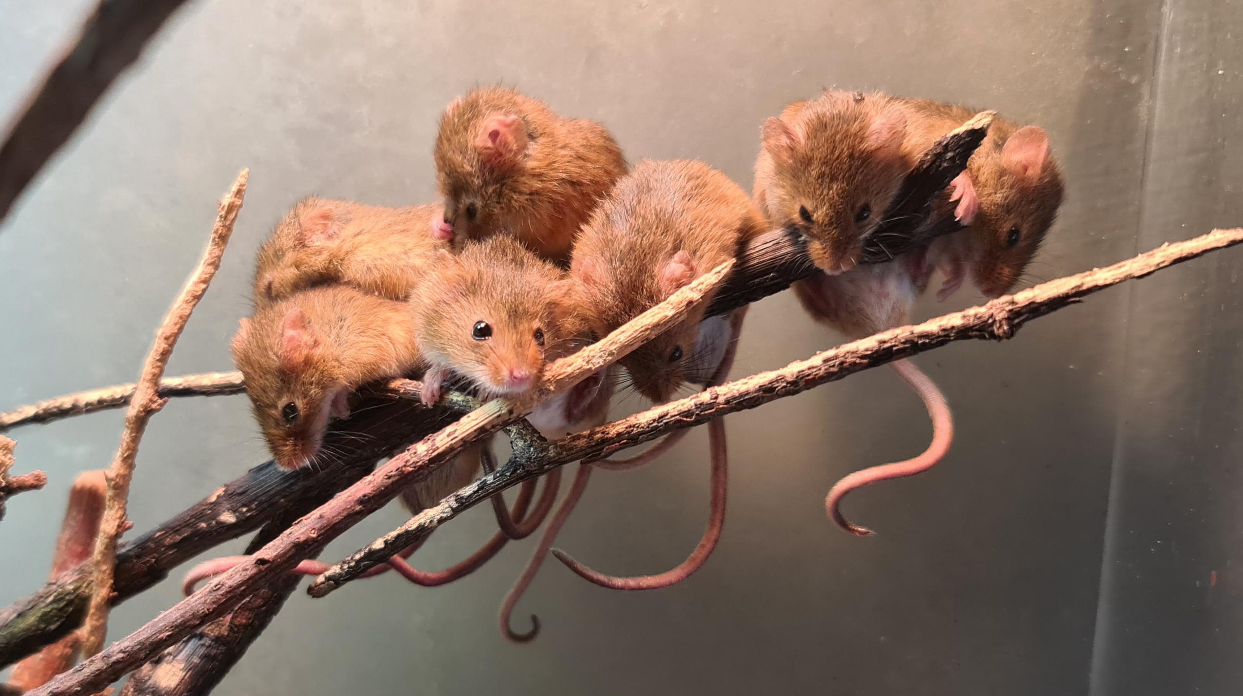 My mouse tree is bearing fruit