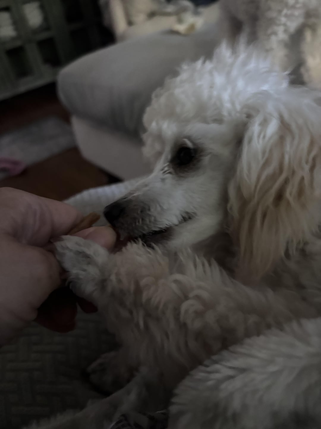ToyPoodle