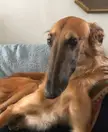 This breed of dog is called a Borzoi, the very longest of boys.