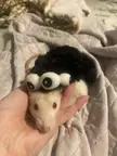 Benny’s halloween costume🕷️
