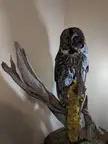 I don't know how this Sub will react to this but I found an owl that had been killed on the Highway and I absolutely love these magnificent creatures of the night so I had a taxidermist turn him into something that can be appreciated. More info in the comments.