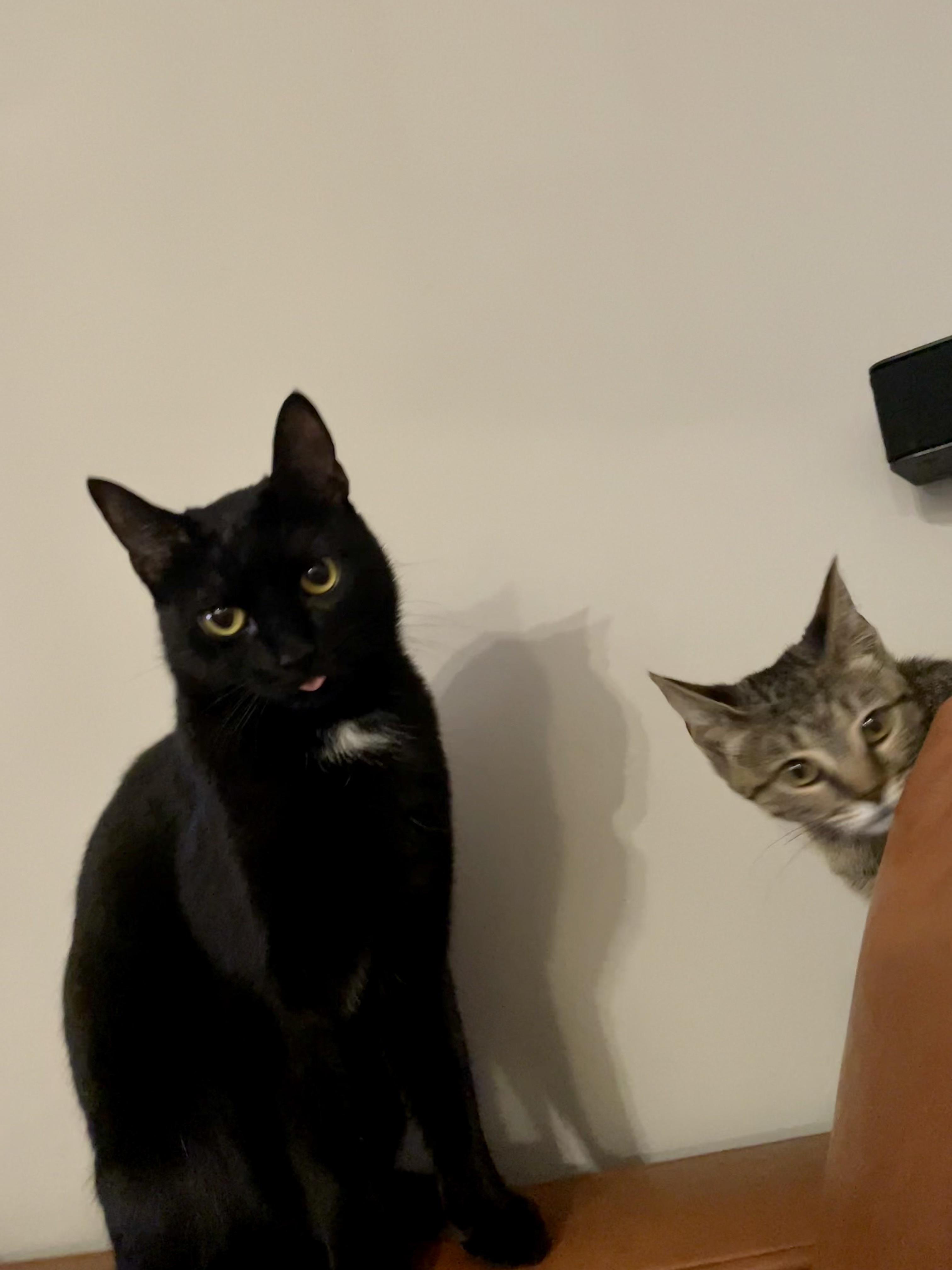 Void blep+bonus cat