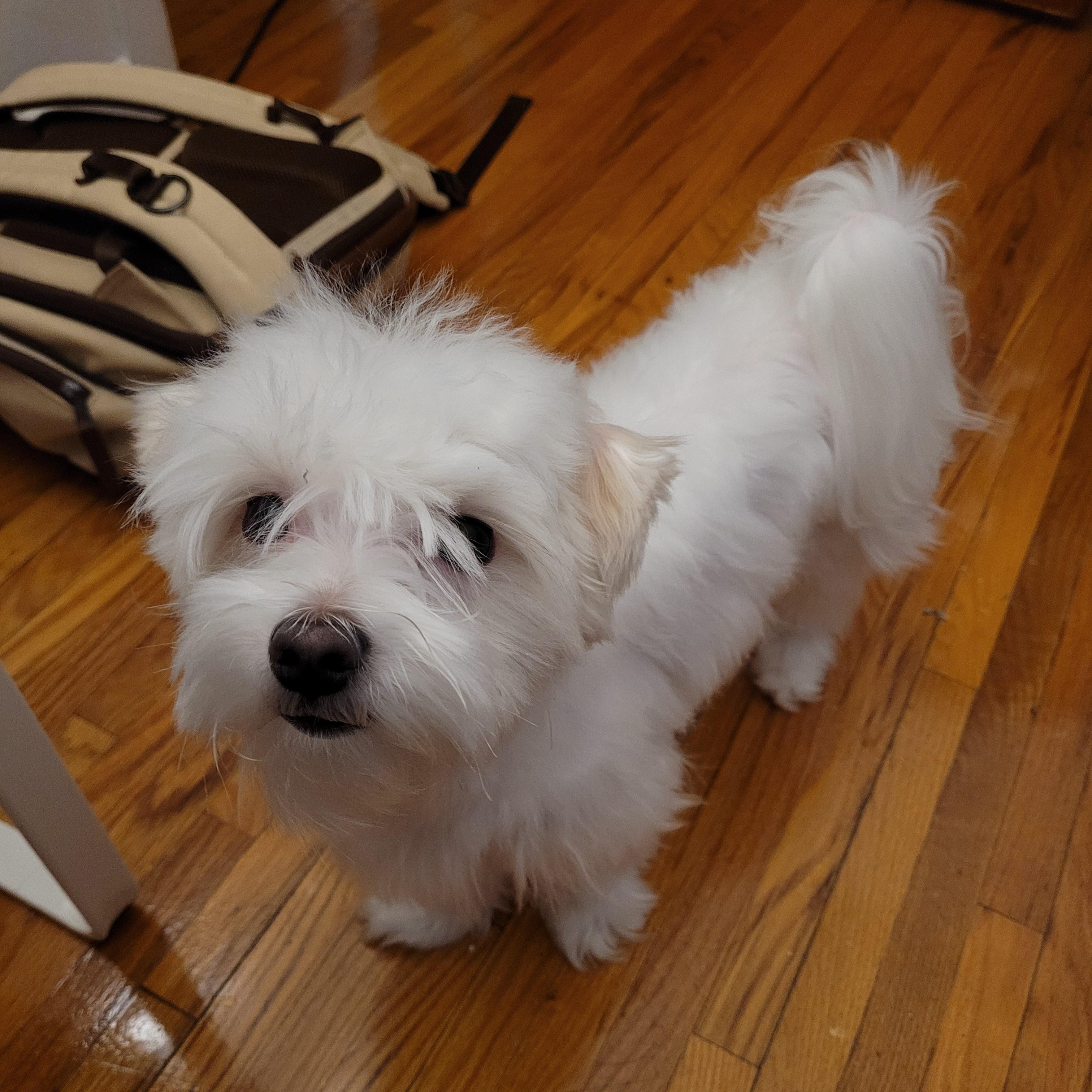 This is Nacho, he just finished taking his shower.