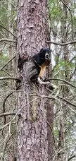 🔥 this fox squirrel is lit