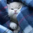 Tight, smol and incredibly cute