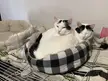 Two bros sittin in a cat bed