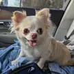 Apple head Chihuahua