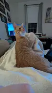 orangecats