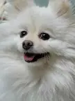 My dog's cute smile